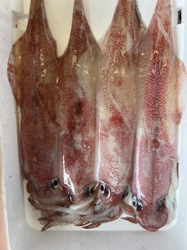 ケンサキイカ大4入約1.8kg(定置)