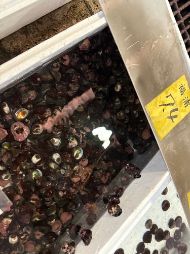 活バテイラ(沿岸)