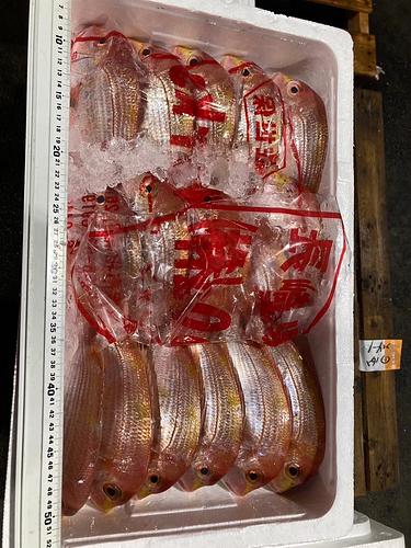 レンコダイ24入約8kg(底曳)