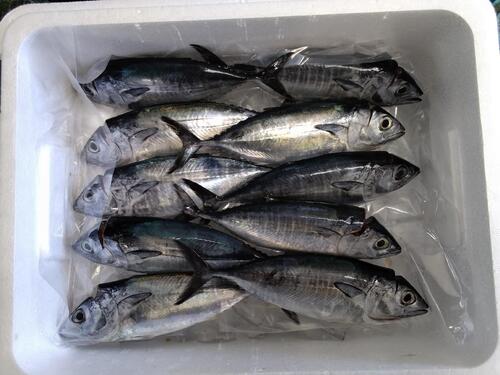 神経〆ヨコワ10入約1.6kg(釣)