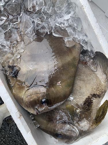 ツバメウオ2入約4kg(沿岸)