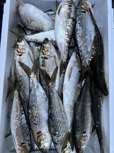 コノシロ(コハダ)25入約5.1kg(定置)