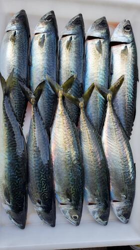神経〆マサバ400~600g10入約5.5kg(養殖)