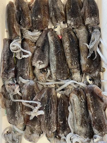 アオリイカ小18入約2.3kg(定置)