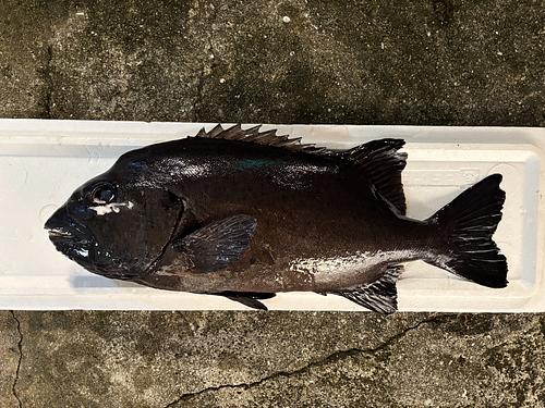 活〆イシダイ1入約5kg(銛突)