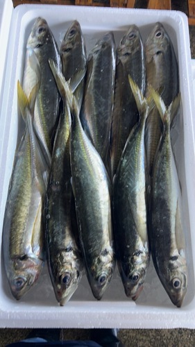 マアジ10-12入約5kg(定置)