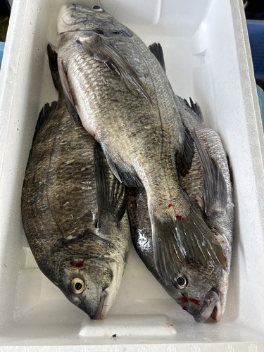 クロダイ大4入約7kg(巻網)