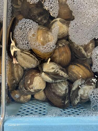 ホッキ貝20-25玉約5kg(沿岸)