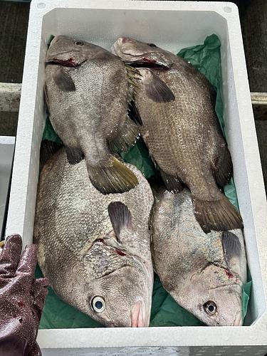 ヒゲソリダイサイズにバラつきあり。4入約7.3kg(底曳)