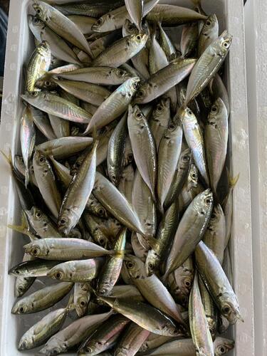 小アジ約2.5kg(定置)