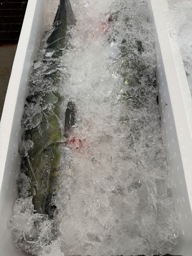 活〆ブリ１２㌔前後2入約12kg(巻網)
