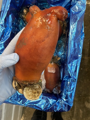 ホヤ7入約5kg(沿岸)