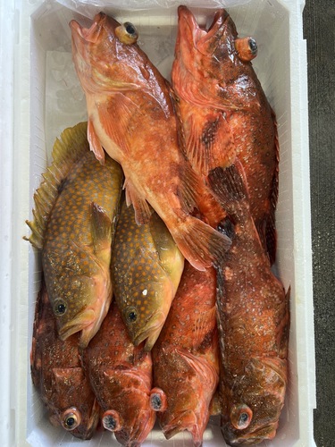 鮮魚BOX約5.6kg(釣)