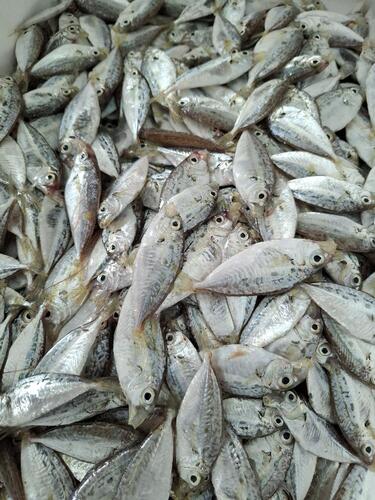 ヒイラギ約2.7kg(沿岸)