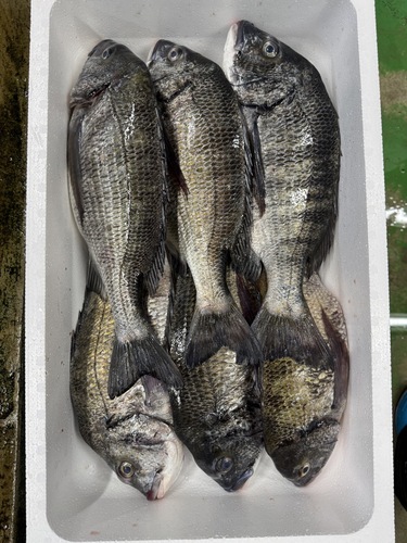 神経〆クロダイ5〜6入　6入約8.5kg(底曳)