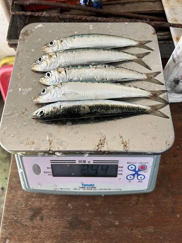 マイワシ(巻網)