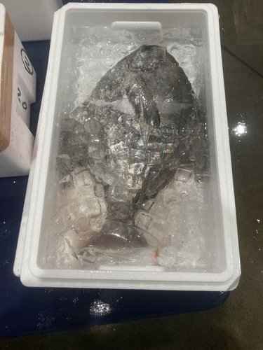 マナカツオ1入約2.3kg
