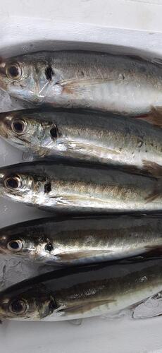 活〆丸アジ10入約2.2kg(釣)