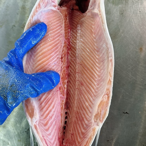 活〆サケ（時不知）2,7-2,8k/2入約5.4kg(沿岸)