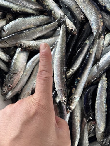 カタクチイワシ(定置)