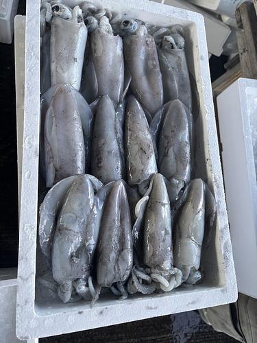 アオリイカ10ー14入約4kg(定置)