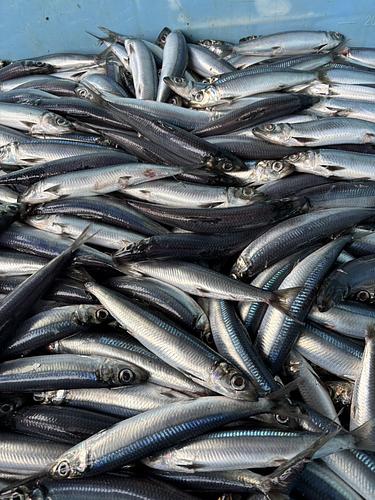 ウルメイワシ200g前後約5kg(巻網)