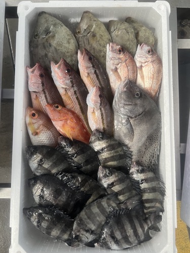鮮魚BOX約3.6kg(定置)