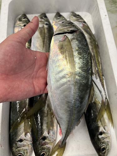 マアジ大8入約3.5kg(定置)