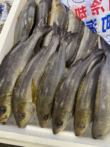活〆イサキ19入約5.2kg(釣)