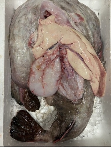 アンコウ(刺網)