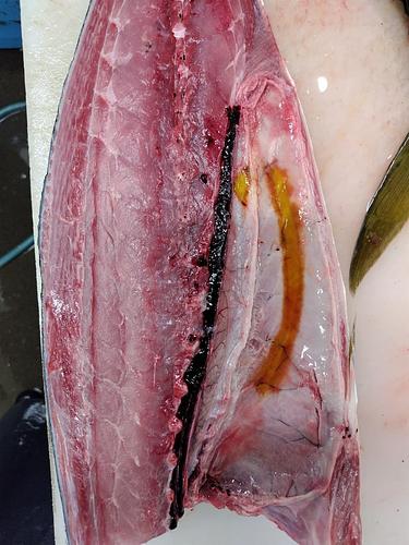ワラサ10-12キロ台2入約11kg(定置)