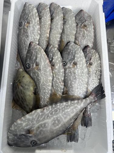 鮮魚BOX約3.7kg(定置)