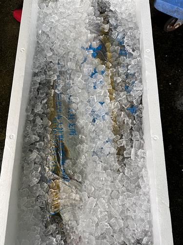 活〆ヒラマサ2入約7.5kg(定置)
