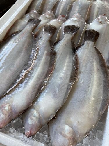 ササガレイ19入約3.4kg(底曳)
