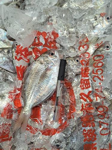 イボダイ24入位約3kg(定置)