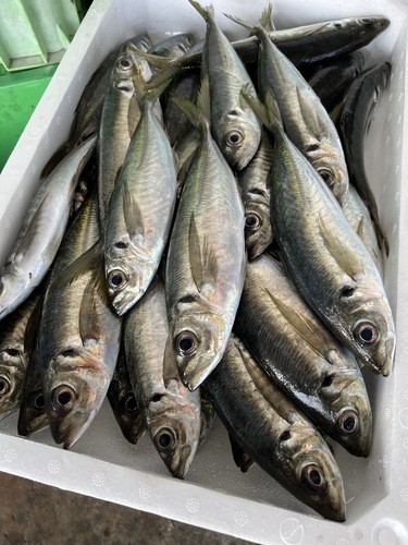 マアジ34入約5kg(巻網)