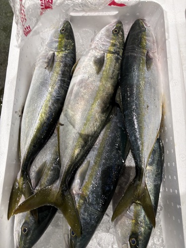 ツバス約7.5-8.5kg前後6入約8kg(沿岸)