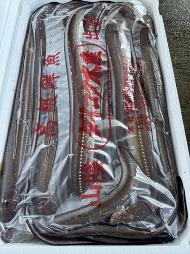 活〆アナゴ10入約5.9kg(カゴ)