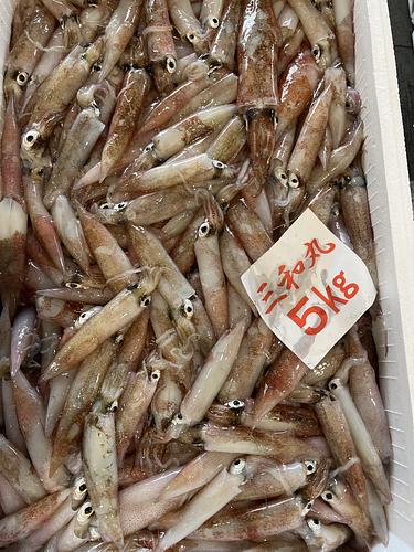 ヤリイカ約5kg(底曳)