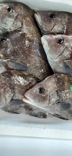 活〆ヒゲソリダイ9入約3.6kg(底曳)