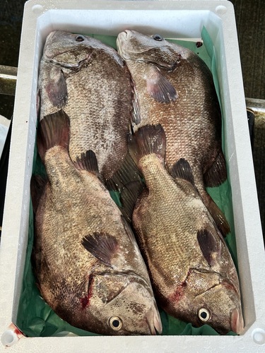 ヒゲソリダイサイズにバラつきあり。4入約6.1kg(底曳)
