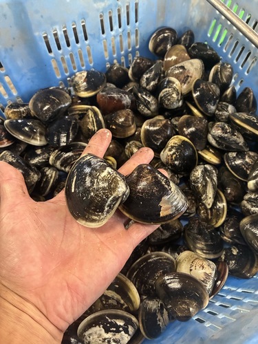 ハマグリ60〜80g約5kg