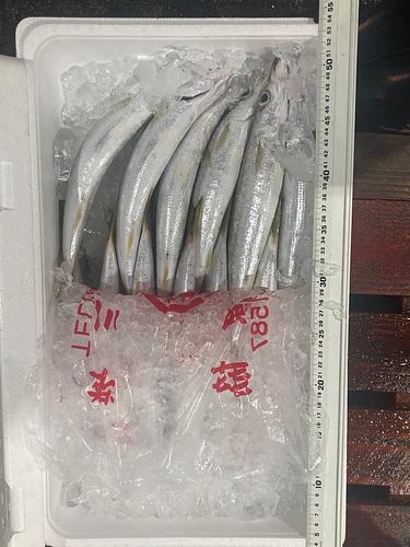 カマス14/15入約3kg(釣)