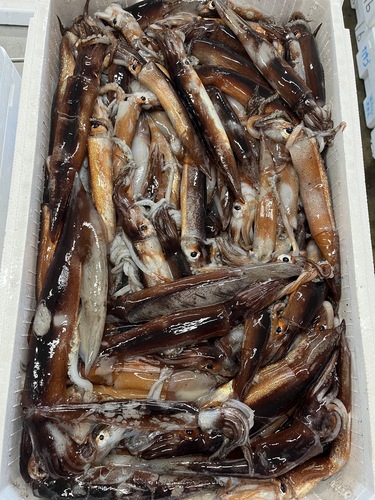 スルメイカバラ約4kg(釣)