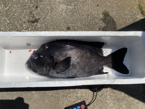 活〆イシダイ1入約3.8kg(銛突)