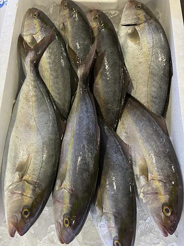アカビラ6k8入約6kg(定置)