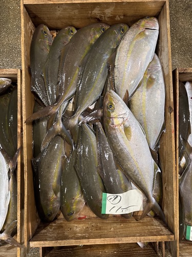 カンパチ1kg上約10kg(定置)