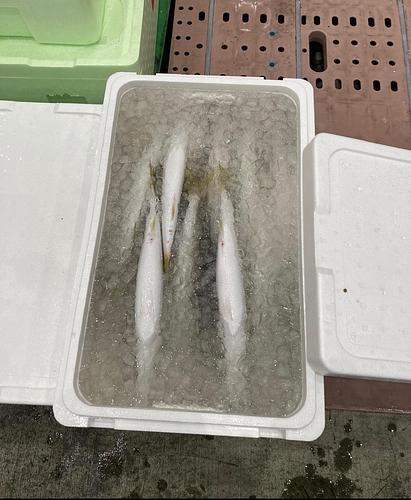 アカカマス3㌔版30入位30入約5kg(小網)