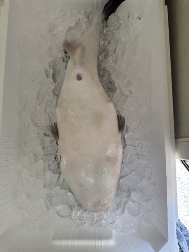 トラフグ1入約2.4kg(定置)