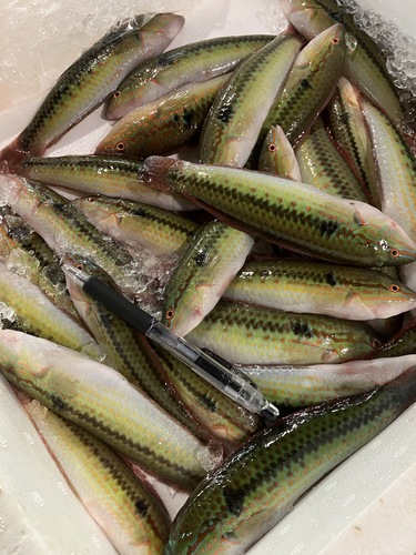 キュウセン約0.9kg(沿岸)